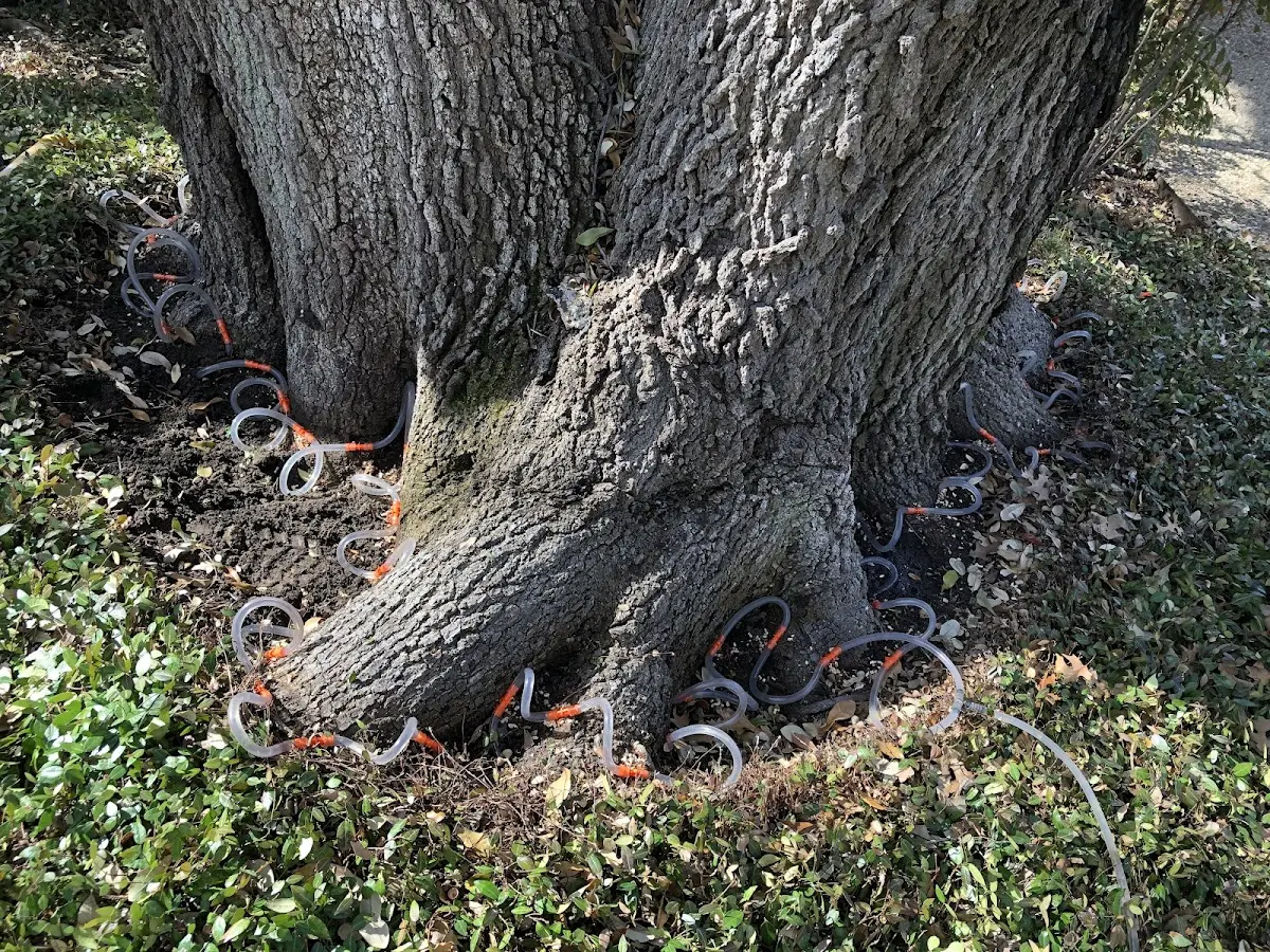 Detailed Tree Cabling and Bracing job site in Granville Summit